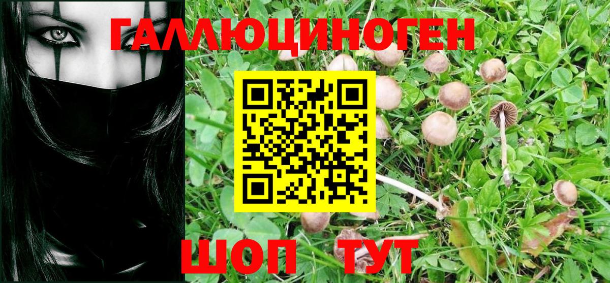 Сланцы  Псилоцибиновые грибы Psilocybine cubensis  Вход с VPN 